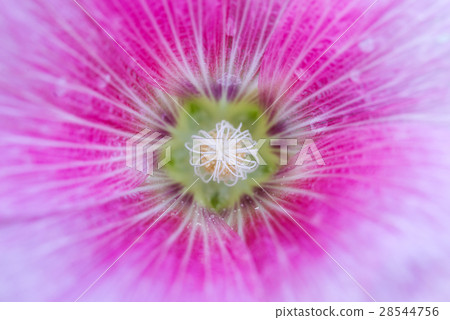 close-up to the pollen of the red  hollyhock  28544756