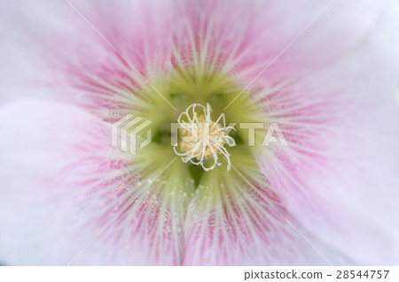 close-up to the pollen of the red  hollyhock  28544757