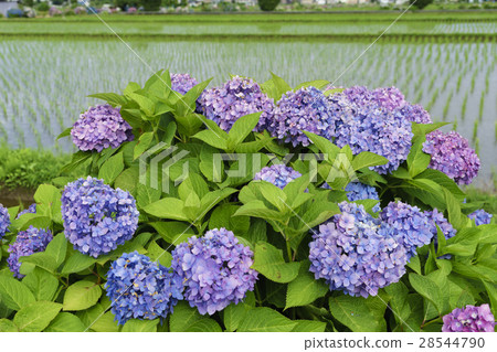 Hydrangea hydrangea festival in full bloom Hydrangea hydrangea festival in full bloom 28544790
