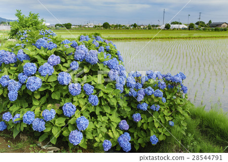 Hydrangea hydrangea festival in full bloom Hydrangea hydrangea festival in full bloom 28544791