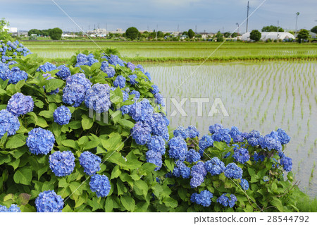 Hydrangea hydrangea festival in full bloom 28544792