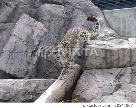 Snow leopard crossing a log 28544867