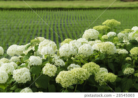 Hydrangea hydrangea festival in full bloom 28545003