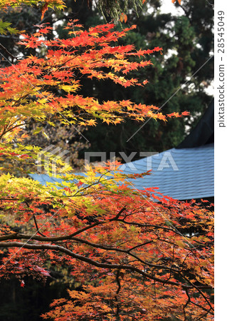 Shikoku Alike 20th Buddha 15th Buddha "Chokoji Temple" The autumnal leaves of the main shrine 28545049