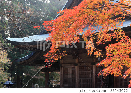 Shikoku Alike 20th Buddha 15th Buddha "Chokoji Temple" The autumnal leaves of the main shrine 28545072