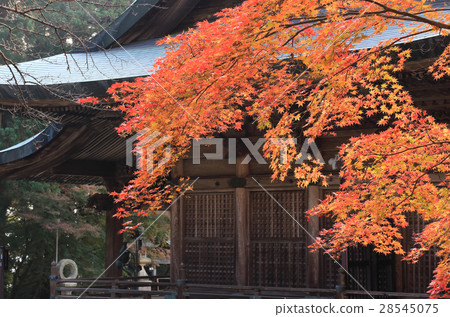 Shikoku Alike 20th Buddha 15th Buddha "Chokoji Temple" The autumnal leaves of the main shrine 28545075