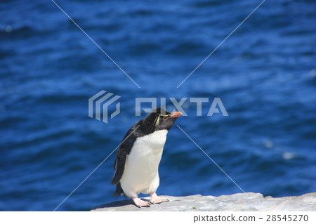 Penguin 28545270