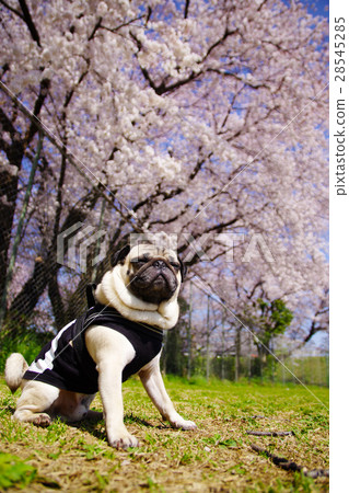 Spring full bloom Spring full bloom 28545285