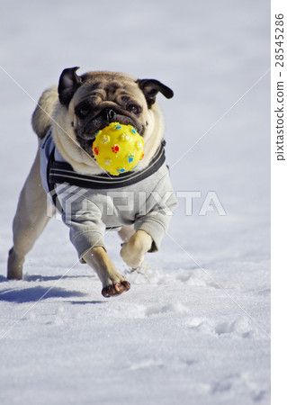 Snow fun Snow fun 28545286