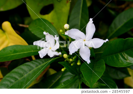 The Gardenia Crape Jasmine 28545597