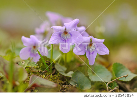 Viola grypocera Viola grypocera 28545854