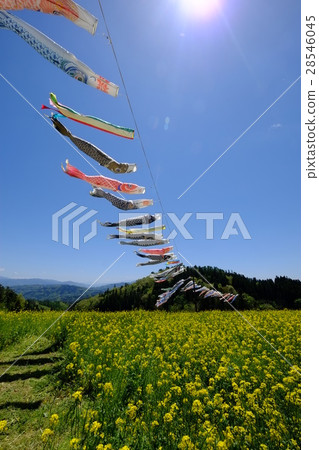 Carp streamers and rape flower field (vertical) Carp streamers and rape flower field (vertical) 28546045