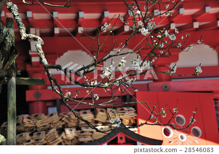 Ebara Tenjin Company in early spring 28546083