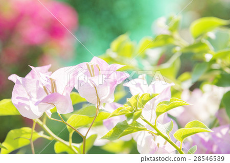 the pink bougainvillea  28546589