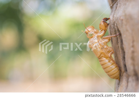 close-up to the cicada slough 28546666