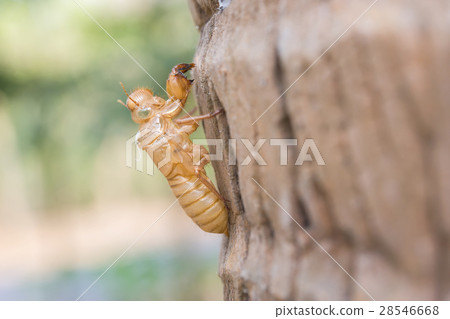 close-up to the cicada slough 28546668
