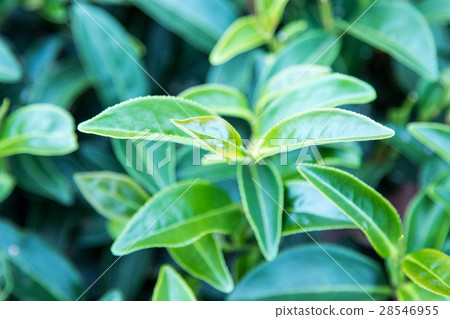 Green tea leave. Green tea leave. 28546955