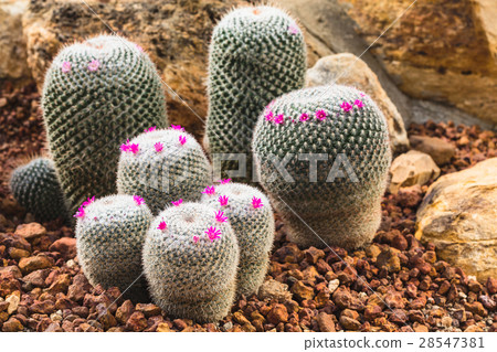 cactus plant in garden with little stone cactus plant in garden with little stone 28547381