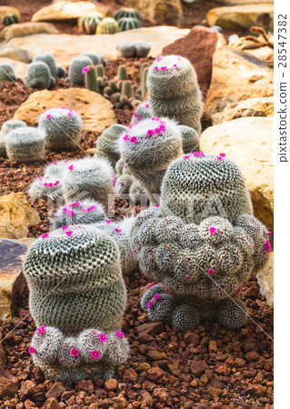 cactus plant in garden with little stone cactus plant in garden with little stone 28547382