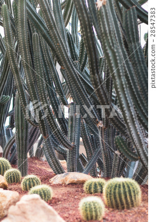 cactus plant in garden with little stone 28547383