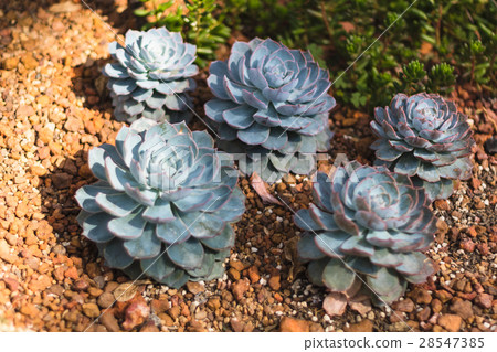 cactus plant in garden with little stone cactus plant in garden with little stone 28547385