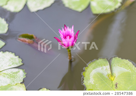 pink lotus blooming in the pond pink lotus blooming in the pond 28547386