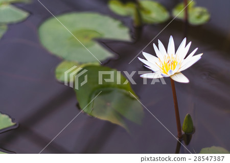 pink white lotus blooming in the pond pink white lotus blooming in the pond 28547387