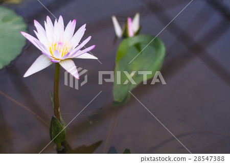 pink white lotus blooming in the pond pink white lotus blooming in the pond 28547388