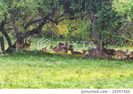 Herd of spotted deer or chital foraging in forest 28547488