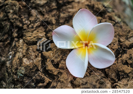 Plumeria white flower Plumeria white flower 28547520