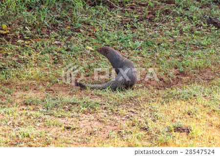 Wild ruddy mongoose 28547524