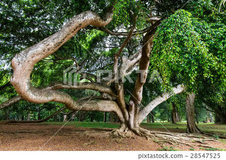 Weeping fig or Ficus benjamina 28547525