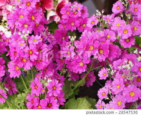 報春花Maracoides 報春花Maracoides 28547530