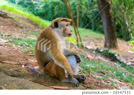 Sri-Lankan toque macaque Sri-Lankan toque macaque 28547531