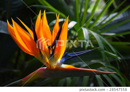 Bird of Paradise 28547558