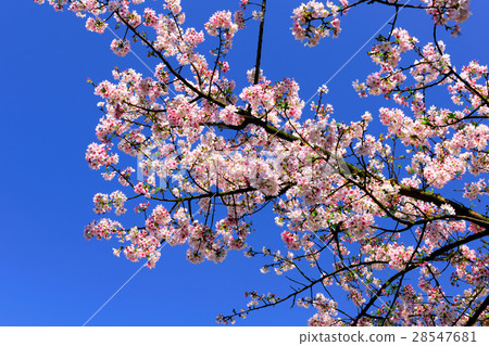 櫻花 花卉 28547681