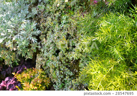 Wall greening Wall greening 28547695