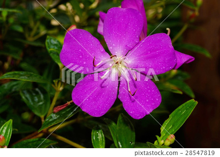 Tibouchina Urvilleana, Purple princess flower 28547819