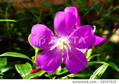 Tibouchina Urvilleana, Purple princess flower 28547820
