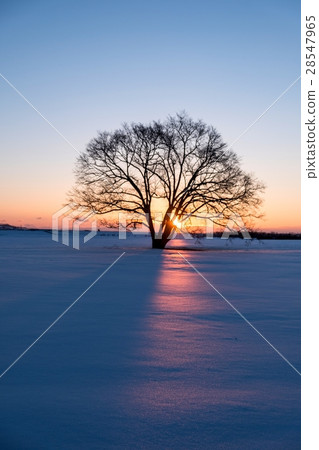 Harnile tree Tomonaga Town Harnile tree Tomonaga Town 28547965