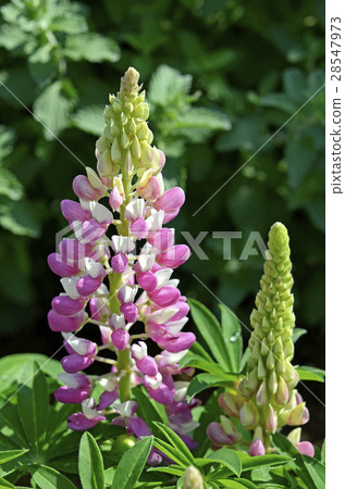 羽扇豆 羽扇豆 28547973