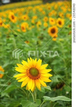 Sunflower 28548040