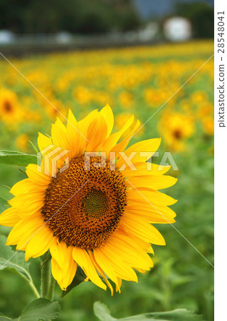 Sunflower 28548041