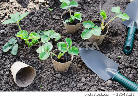 Strawberry Plants With Gardening Tools. Strawberry Plants With Gardening Tools. 28548128