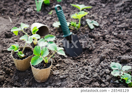 Strawberry Plants With Gardening Tools. 28548129