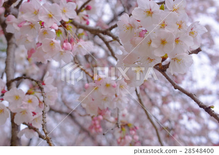 Flowering in Ayiiyoshino Flowering in Ayiiyoshino 28548400