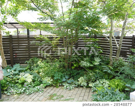 Shade garden wood fence 28548877