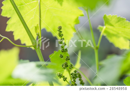 flower buds and leaves of shoots grapevine spring flower buds and leaves of shoots grapevine spring 28548958