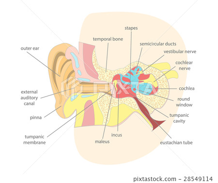Cartoon Human Ear Anatomy in a Cut. Vector Cartoon Human Ear Anatomy in a Cut. Vector 28549114