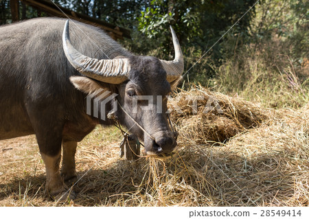 Buffalo eating straw,Countryside of Thailand 28549414